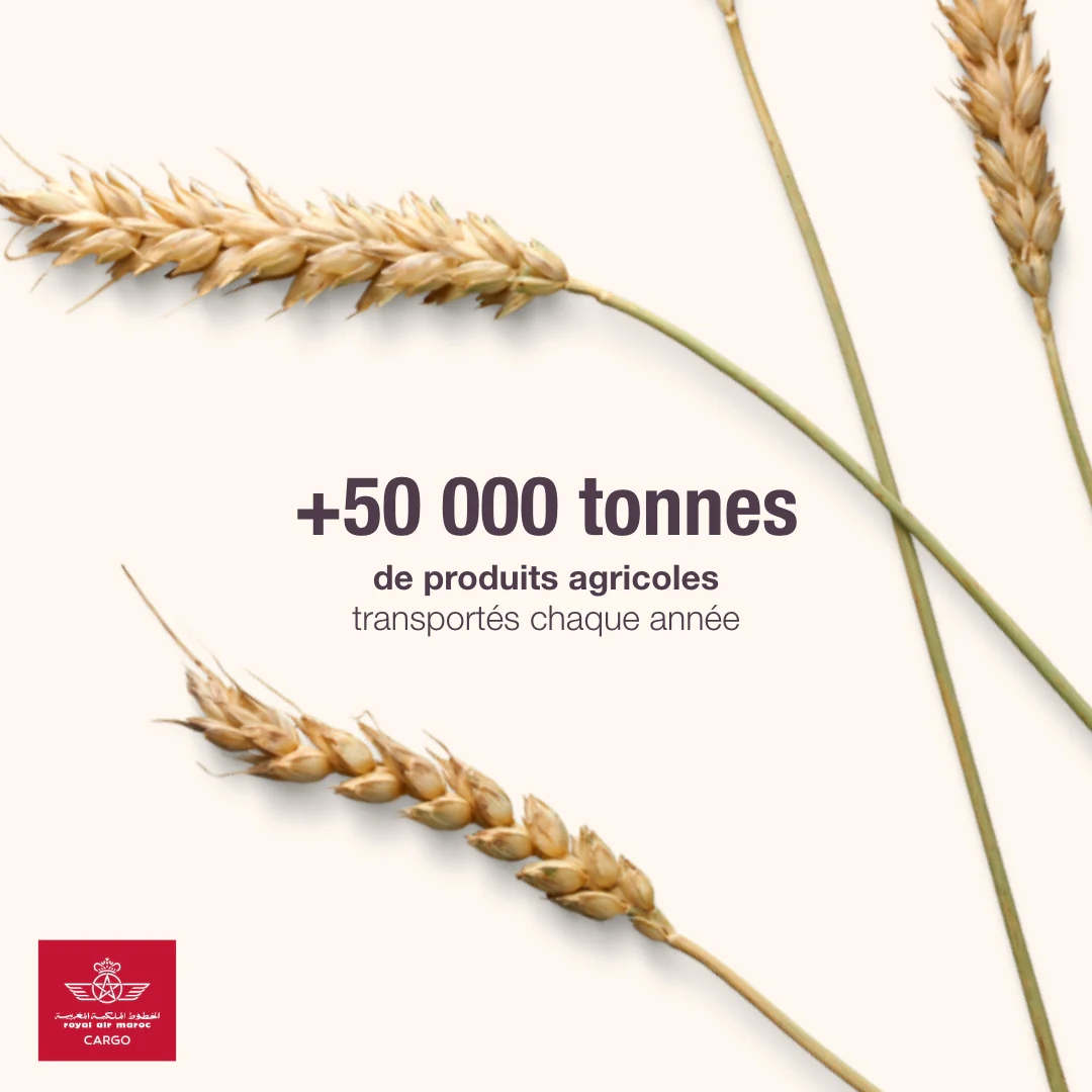 Post Royal Air Maroc Cargo : plus de 50 000 tonnes de produits agricoles transportés chaque année