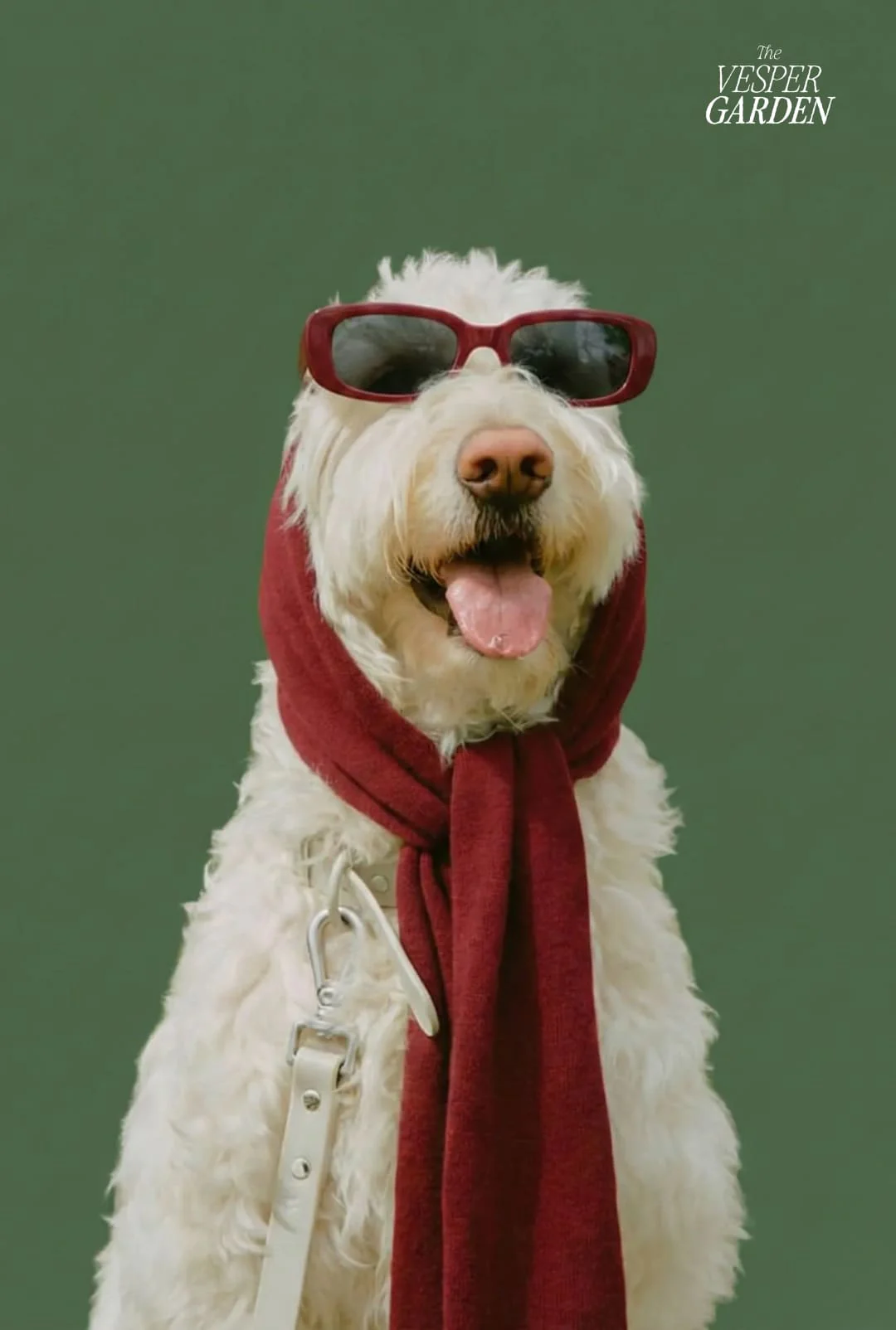 Direction photo The Vesper Garden : chien blanc avec lunettes et écharpe bordeaux sur fond vert