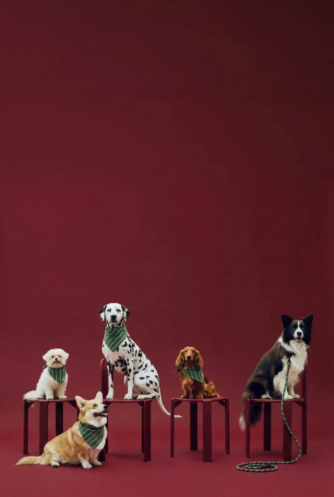 Direction photo The Vesper Garden : cinq chiens en bandanas verts sur des chaises bordeaux