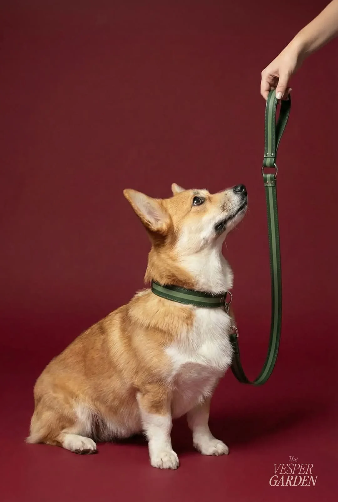 Direction photo The Vesper Garden : corgi avec collier et laisse verts sur fond bordeaux