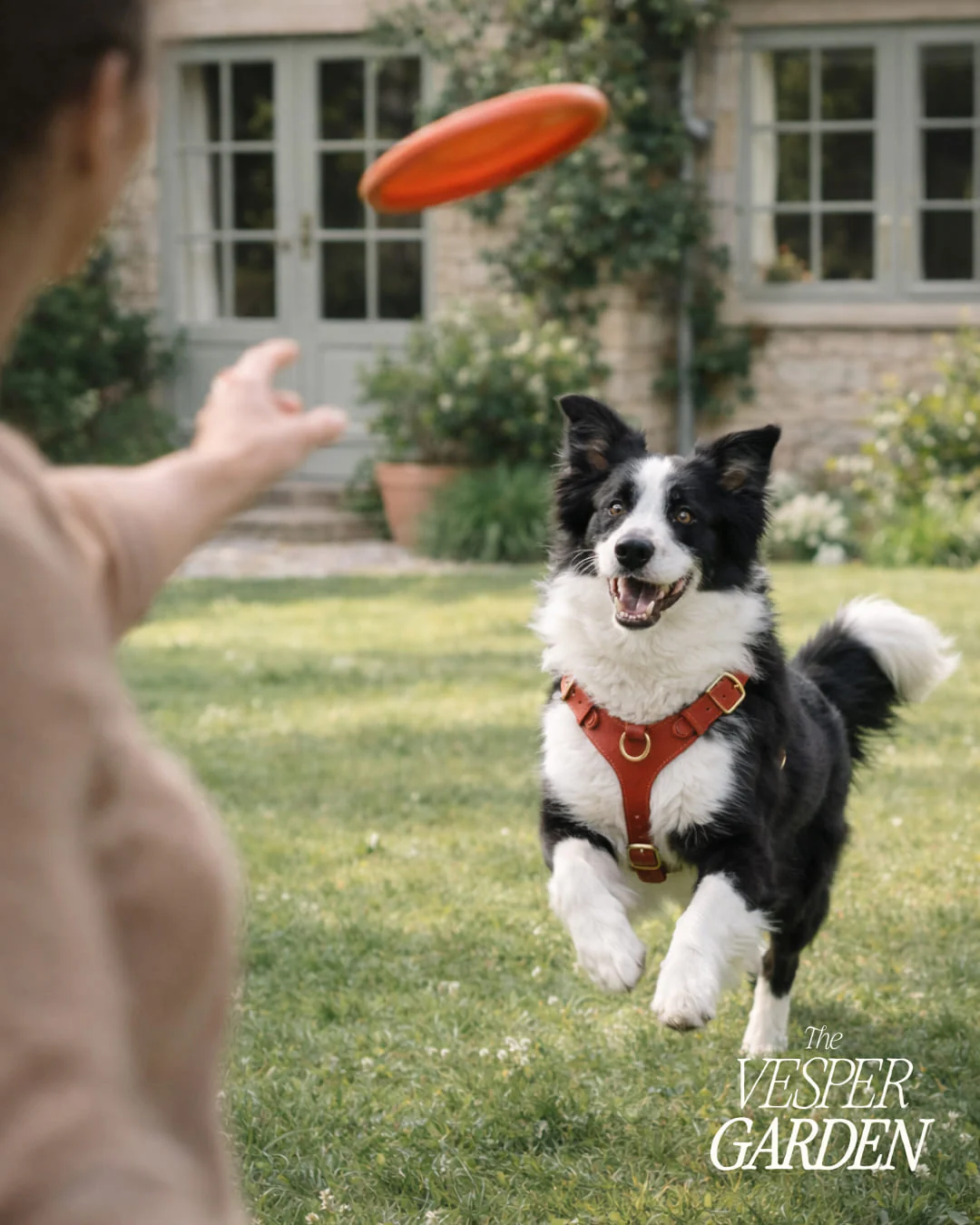 Post Instagram The Vesper Garden : border collie en harnais cuir attrapant un frisbee
