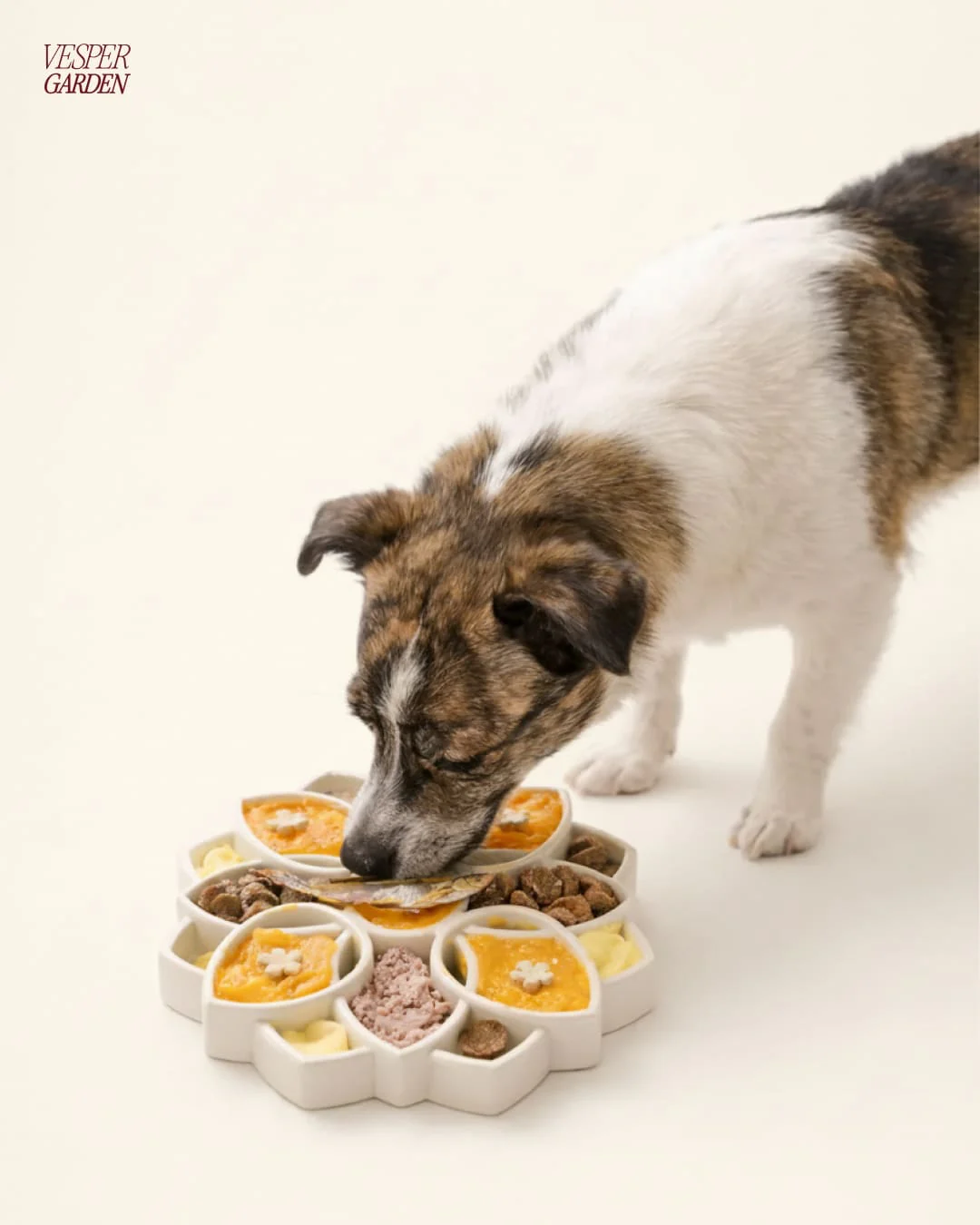 Post Instagram The Vesper Garden : chien mangeant dans une gamelle lotus, fond ivoire